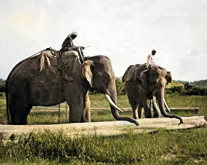 Logs: Elephants moving timber, India