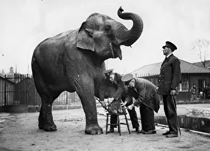 Pedicure: Elephant's pedicure