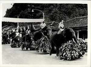 Kandy: Elephants in procession during royal tour in Kandy