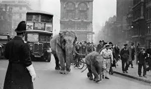 Hagenbeck: Elephants (ROMA and MEJACK) of the