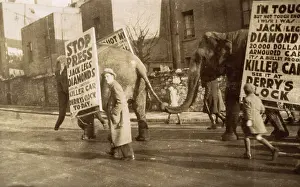 Notoriety: Elephants and sandwich boards - Jack Legs Diamond