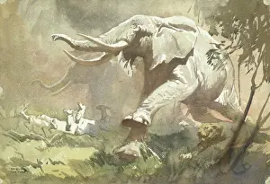 Gazelle: Elephants Stampeding