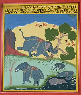 Mewar: Four Elephants ' one tearing up a tree