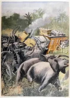 Assam: ELEPHANTS/TRAIN/ASSAM