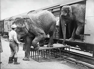 Circuses: Elephants are unloaded from railway wagons