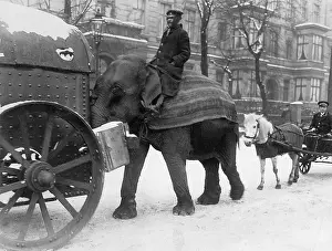 Burden: Elephants used as beasts of burden in WWI, 1917