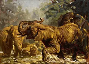 Sheppard: Elephants in the water