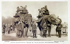 Jehan: ELEPHANTS AT WHIPSNADE