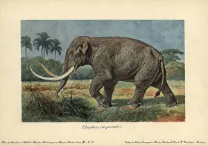 Classified: Elephas imperator, an extinct giant mammoth