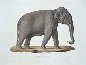 Cuvier: Elephas maximus, Asian elephant