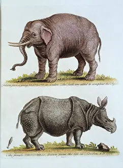 Rhinocerotidae: Elephas maximus, Asian elephant & rhinoceros