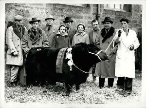 Mart: Elevate of Eastfield pedigree bull, world record price paid