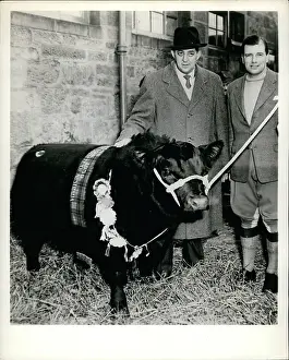 Breeders: Elevate of Eastfield pedigree bull, world record price paid