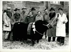 Mart: Elevate of Eastfield pedigree bull, world record price paid