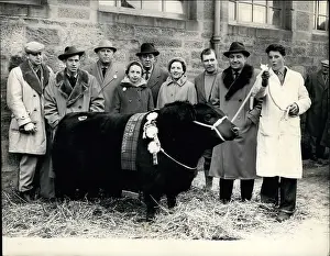 Mart: Elevate of Eastfield pedigree bull, world record price paid