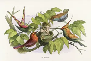 Intruder: Elf in a birds nest