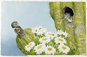 Lilly: Elf Owls on Cactus