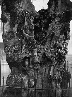 Complement: ELFIN TREE, KENSINGTON