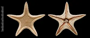 Starfish: Elginia