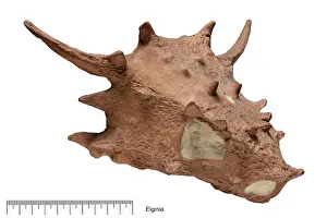 Palaeo: Elginia