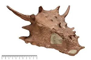 Palaeo: Elginia