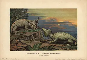 Reichardt: Elginia mirabilis, extinct pareiasaur, and