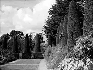 Hidcote: Elizabethan Topiary