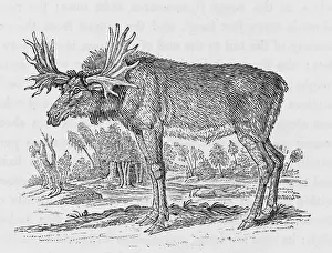 Moose: ELK (BEWICK)