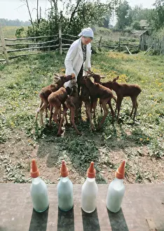Kostroma: Elk-breeding farm, 1975