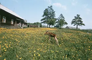 Kostroma: Elk-breeding farm, 1975