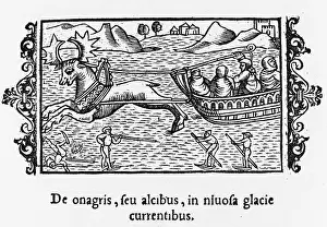 Sledges: Elk-Drawn Sleigh