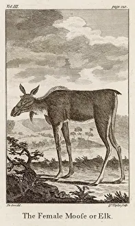 Moose: ELK OR MOOSE