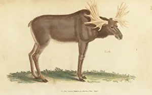 G. Kearsley: Elk or moose, Alces alces