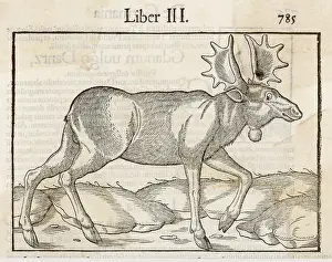 Moose: ELK (MUNSTER)