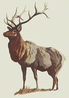 Recognized: Elk in Profile