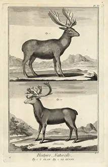 Caribou: Elk and reindeer