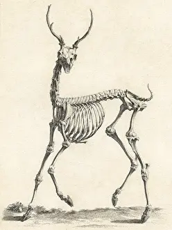Skeletons: Elk Skeleton, Barton, c. 18th C