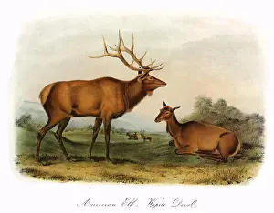 Canadensis: Elk Stag and Doe