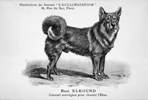 Elkhound: Elkhound Dog