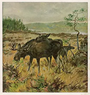 Elks: ELKS IN SWEDEN