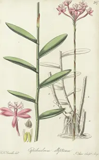 William Blackwood: Elliptical-leaved epidendrum orchid, Epidendrum ellipticum