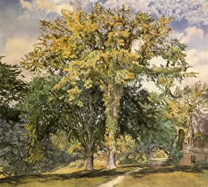 Roderick: The Elm
