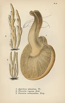 Mordecai: Elm sidefoot, Agaricus ulmarius 1, furrowed