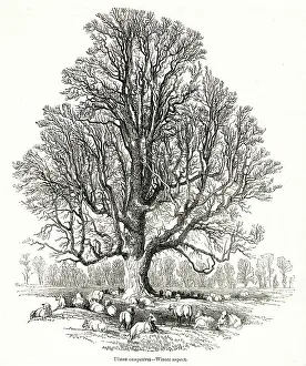 Campestris: Elm tree, Ulmus campestris, in winter