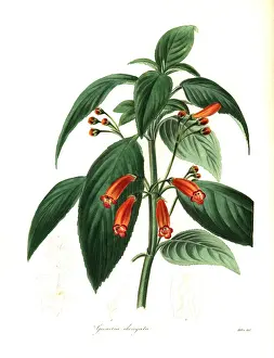 Henslow: Elongated gesneria, Gesneria elongata