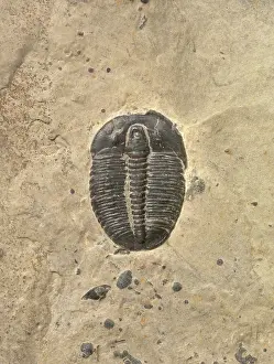 Matrix: Elrathia kingii, trilobites