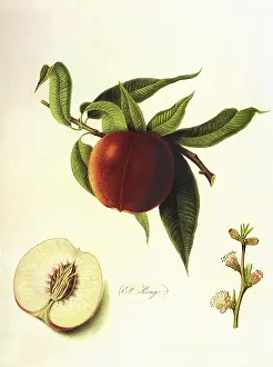 Prunus: Elruge Nectarines