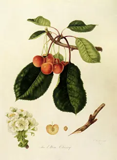Linnaeus: Elton Cherries