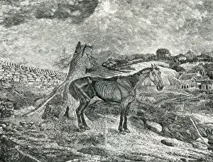 Emaciated: Emaciated horse