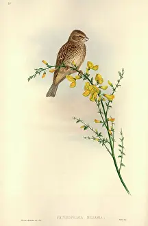Mays: Emberiza calandra, corn bunting